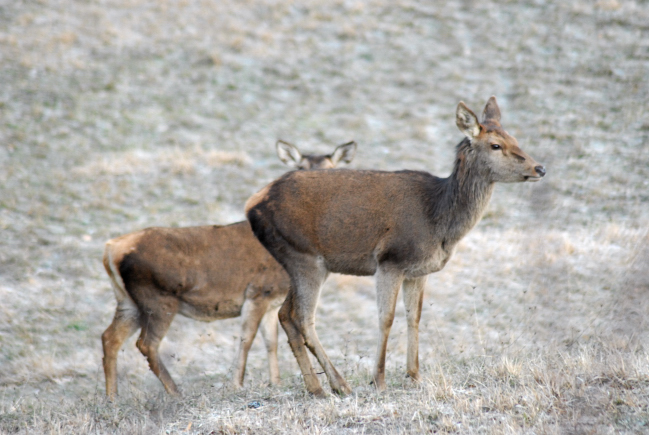 PASSIONE PER IL CERVO